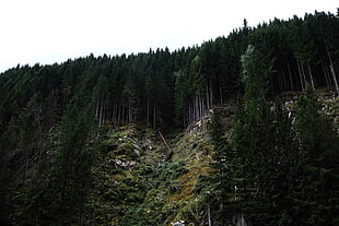 green trees on fault-block mountain during daytime