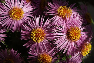 pink flowers close-up photography