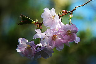close up photography of white-and-pink Cherry Blossoms
