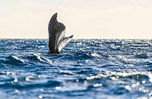 photography of gray tail on water, whales