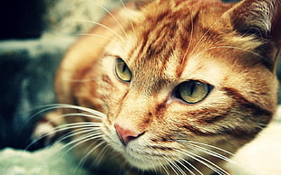 brown tabby cat HD wallpaper