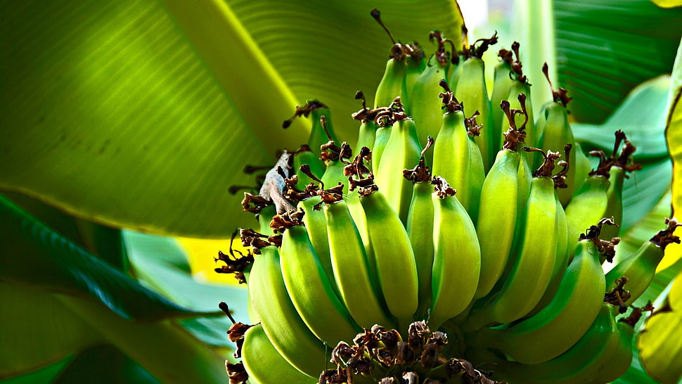 bunch of green bananas HD wallpaper