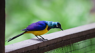 purple, yellow, and blue bird HD wallpaper