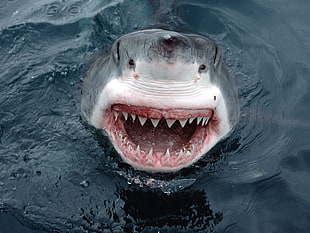 close shot of shark head in body of water