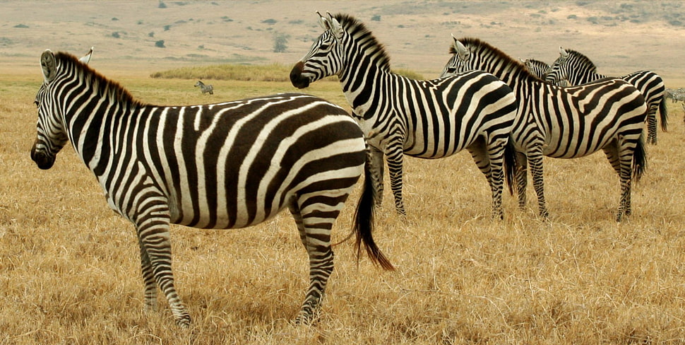zebra on grass field at daytime HD wallpaper