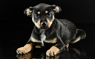 mahogany Rottweiler puppy HD wallpaper
