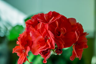 red geranium, flowers, nature, red flowers HD wallpaper