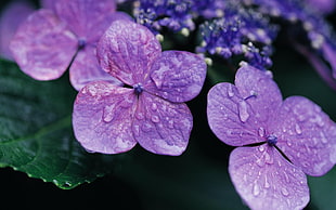 purple Hydrangea flower with dewdrops