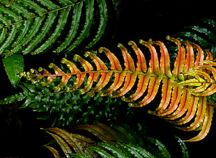 macro photography of orange and green leaf plants, blechnum