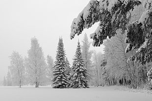 landscape photography of pine trees covered with snow