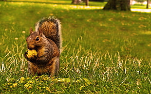 brown squirrel holding nut HD wallpaper