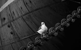 white pigeon on black metal chain
