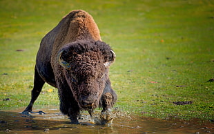 yak walking on body of water
