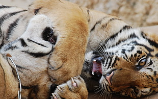 two tiger lying on floor