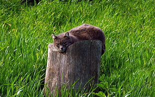 brown cat on wood log HD wallpaper
