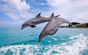 two adult dolphins, dolphin, jumping, sea, animals
