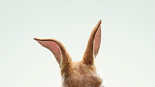 brown animal ear