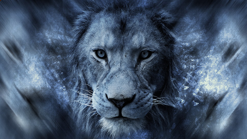 Lion warped photography, lion, animals, Africa, blue HD wallpaper