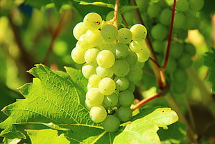 unripe grapes HD wallpaper