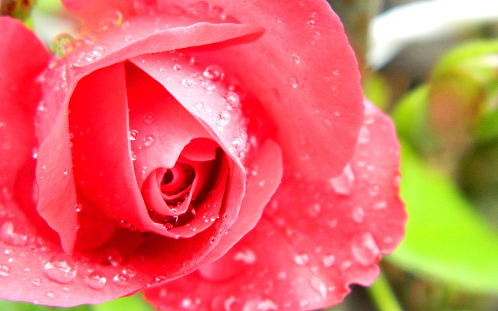 close up selective focus photography of red rose HD wallpaper