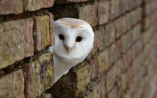 white owl, birds, animals, owl, bricks