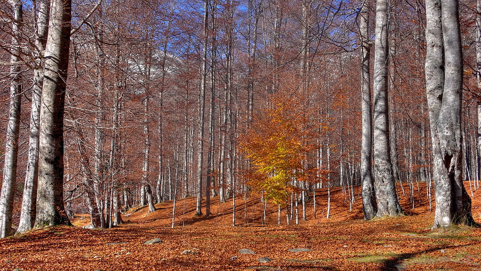 gray trees surrounded by autum HD wallpaper