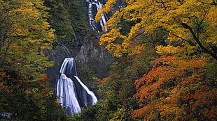 waterfalls near yellow and orange trees HD wallpaper
