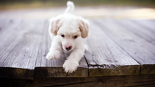 tan and white short-coat puppy