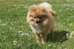 adult tan pomeranian stands on grass field at daytime