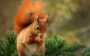 squirrel eating food HD wallpaper