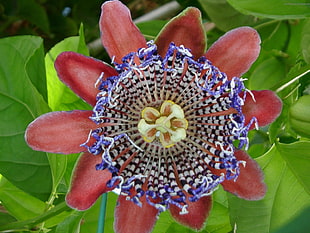 red and blue pasionflower