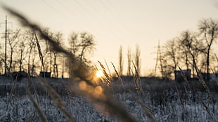 brown wheat plant, winter, sunset, spikelets, landscape