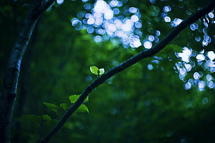 focus photography of green leaves