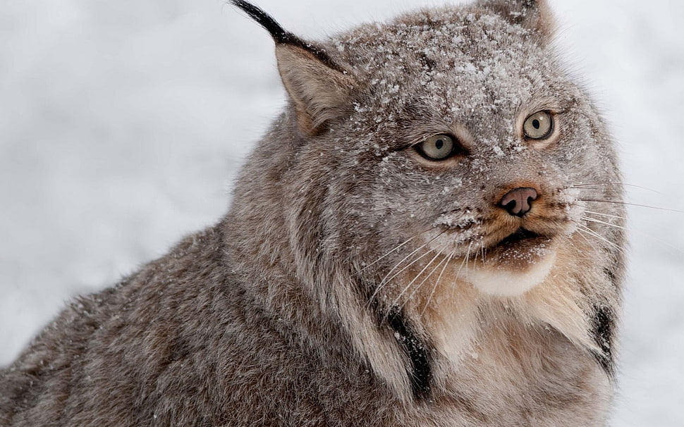 long-coated gray four-legged mammal HD wallpaper