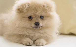 closeup photo of tan Pomeranian puppy