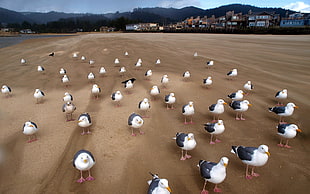 flock of seagulls HD wallpaper