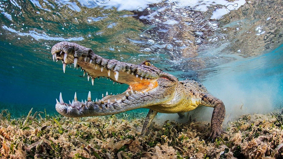 gray alligator, nature, animals, muzzles, fangs HD wallpaper