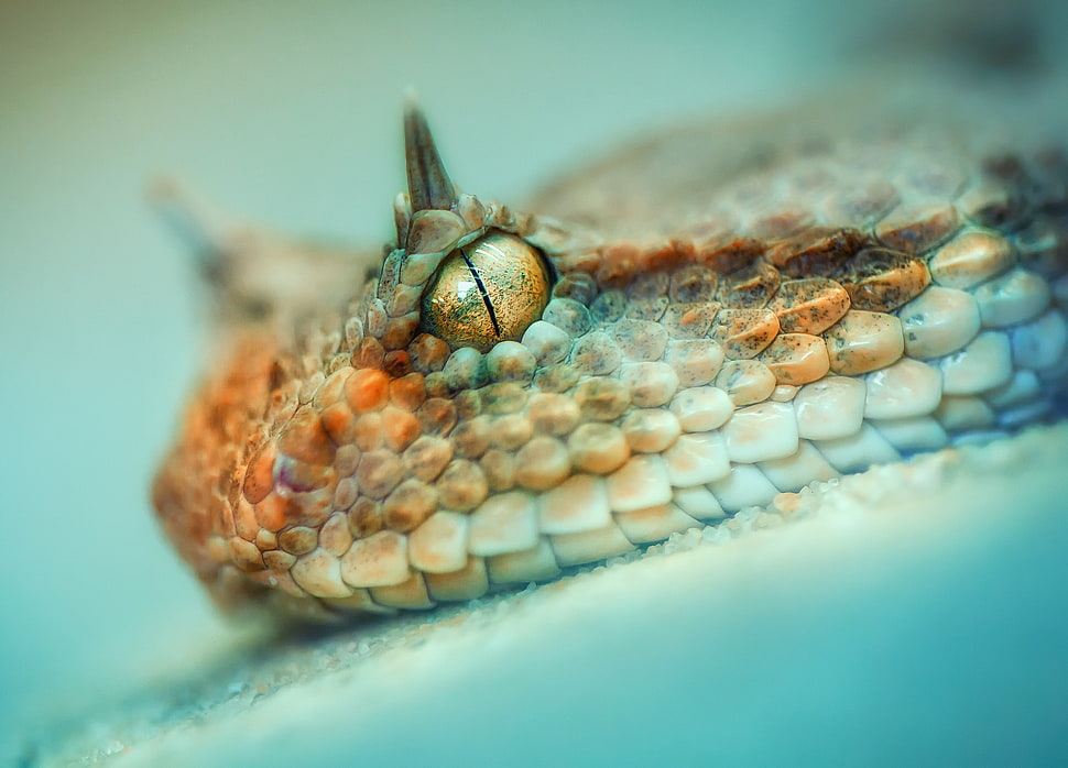 brown and white snake, photography, macro, depth of field, snake HD wallpaper