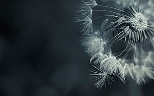 gray scale photo of a dandelion