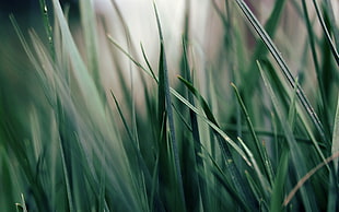 macro shot of green grass