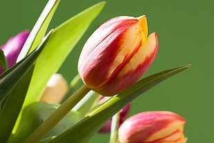 close up photography of red-and-yellow tulips
