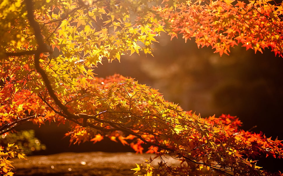 red and yellow leaf tree HD wallpaper