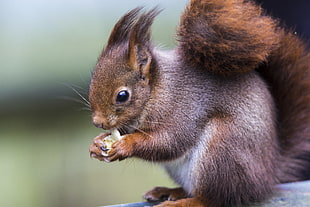 shallowfocus photography of brown squirrel HD wallpaper