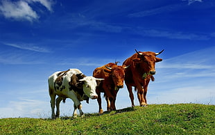 three white and brown long-horned cattle on top of green grass field