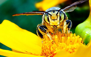 macro photography of a Yellow Jacket Wasp on yellow flower