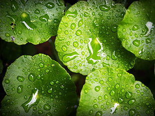 Green Waterlily HD wallpaper