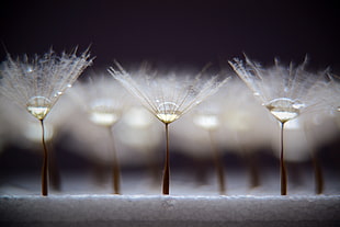 closeup photo of white Dandelion with water droplets