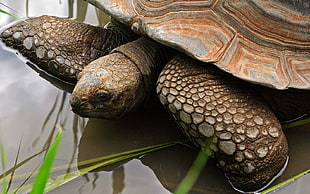 brown tortoise on body of water
