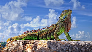 green iguana, lizards, animals, reptiles, rock HD wallpaper