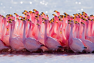 flocks of flamingo on body of water HD wallpaper